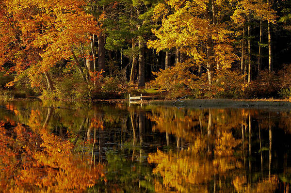 Fall Foliage Poster featuring the photograph Fall Foliage Dock by Liz Mackney