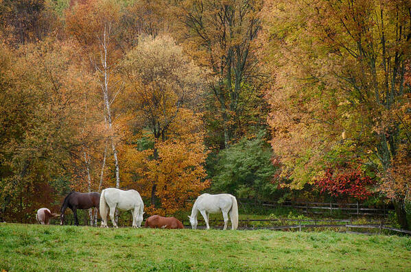Autumn Foliage New England Poster featuring the photograph Fall foliage pasture by Jeff Folger