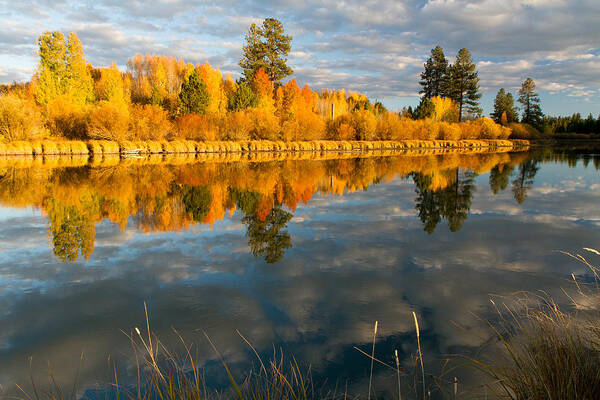 Fall Poster featuring the photograph Fall Fractal by Kevin Desrosiers