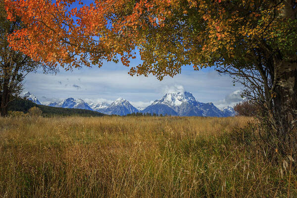 Fall Poster featuring the photograph Fall in the Tetons by Jared Perry 