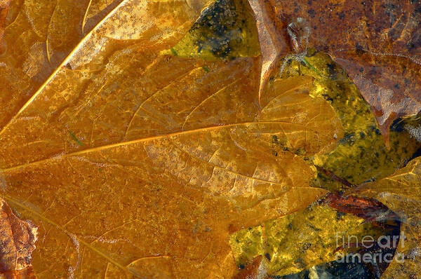 Fall Leaves Poster featuring the photograph Fall Leaves in Ice by Sharon Talson
