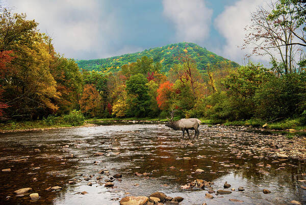 Tranquility Poster featuring the photograph Fall Mountain Stream With Elk Crossing by Larry Keller, Lititz Pa.