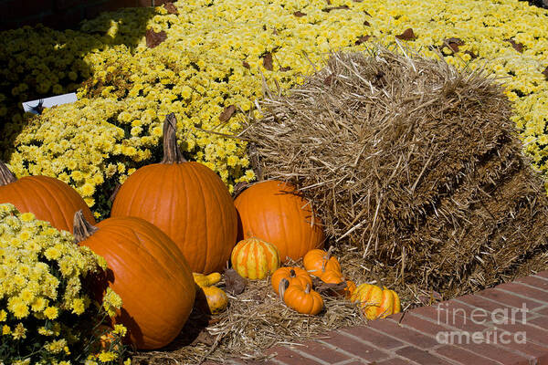 Autumn Poster featuring the photograph Fall Pumpkin Scene by Ules Barnwell