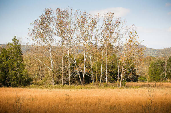 Art Poster featuring the photograph Fall Sycamores by Paul Bartoszek