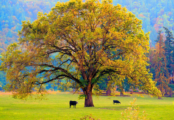 Pastoral Poster featuring the photograph Fall Tree with Two Cows by Michele Avanti