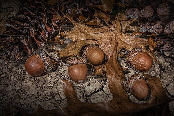 Art Poster featuring the photograph Fallen Acorns by Randall Nyhof