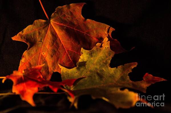 Leaves Poster featuring the photograph Fallen Leaves by Judy Wolinsky