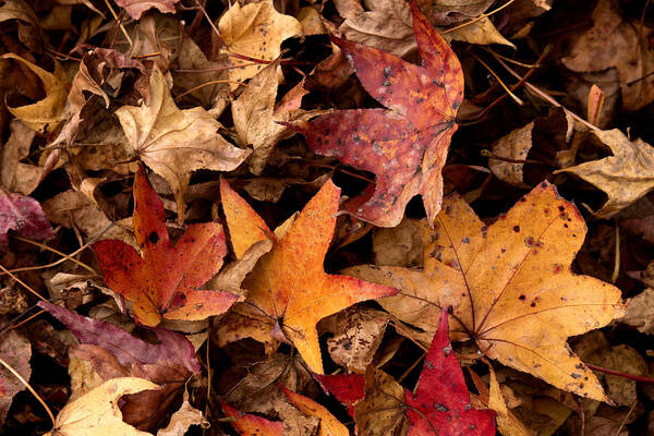 Red Poster featuring the photograph Fallen Leaves by Rebecca Davis