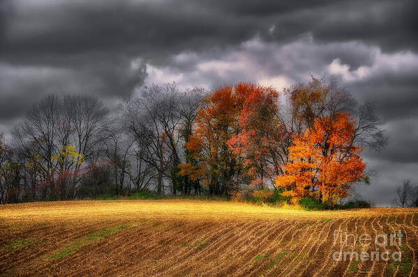 Field Poster featuring the photograph Falling Into Winter by Lois Bryan