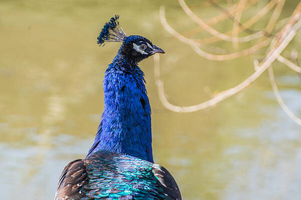 Peacocks Poster featuring the photograph Fancy Hat by Diane Travis