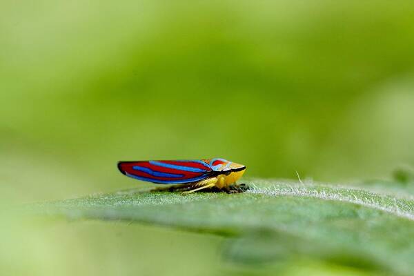 Leafhopper Poster featuring the photograph Fashion Bug - Leafhopper by Andrea Lazar