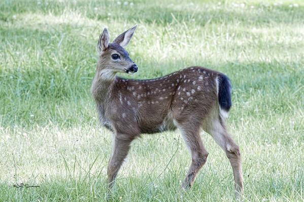 Fawn Poster featuring the photograph Fawn by Jeff Swanson