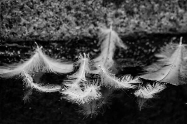 Feathers Poster featuring the photograph Angels Pass By - monochrome by Marilyn Wilson