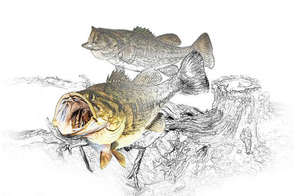 Fish Poster featuring the photograph Feeding Largemouth Black Bass by Randall Nyhof