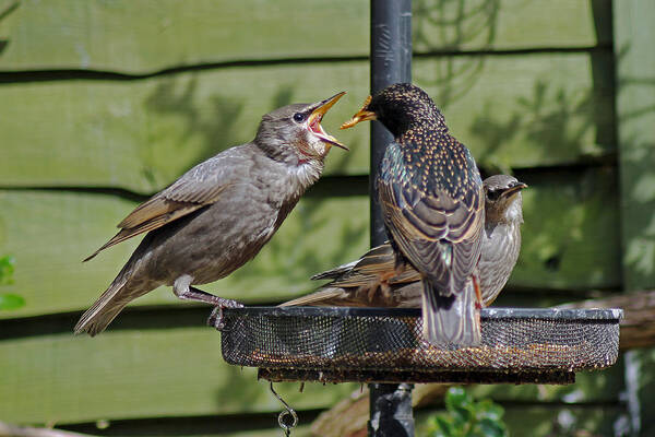 Juvenile Starling Poster featuring the photograph Feeding Time by Tony Murtagh