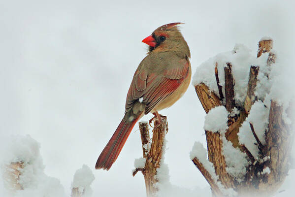 Bird Poster featuring the photograph Female Cardinal in the Snow by Sandy Keeton
