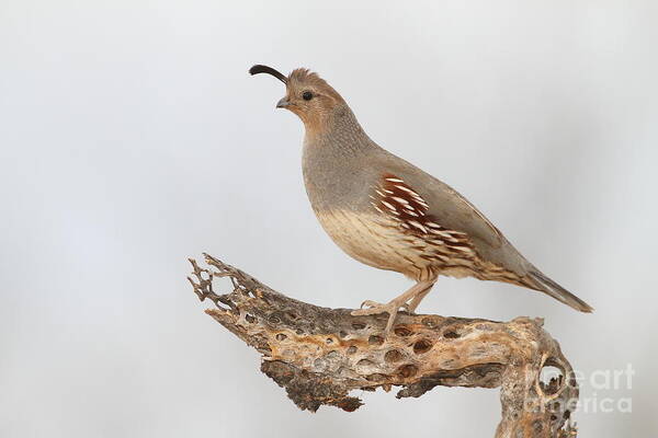 Quail Poster featuring the photograph Female Gambel's quail by Bryan Keil