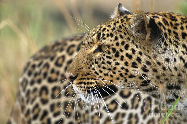 00344624 Poster featuring the photograph Female Leopard Portrait Masai Mara by Yva Momatiuk John Eastcott