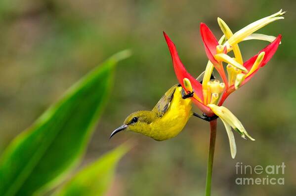 Yellow Poster featuring the photograph Female Olive Backed Sunbird clings to Heliconia plant flower Singapore by Imran Ahmed