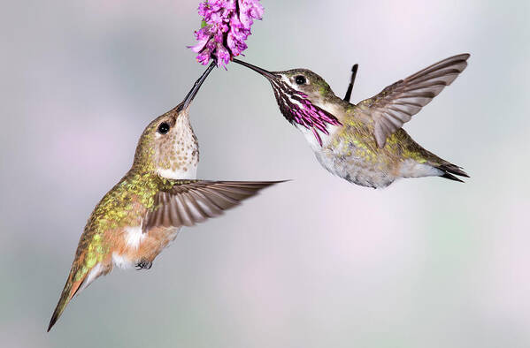 Male Animal Poster featuring the photograph Female Rufous Hummingbird And Male by Tom Walker