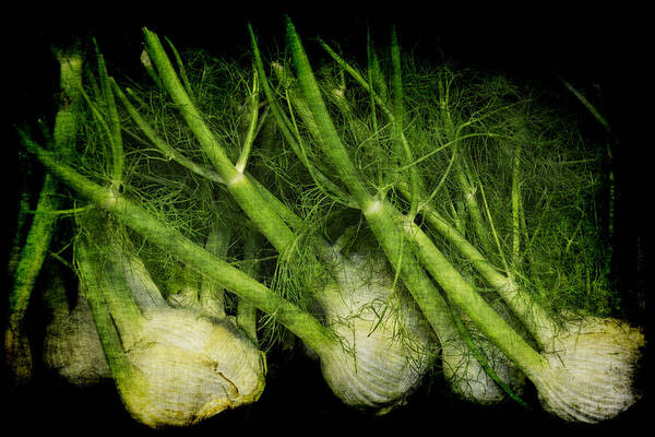 Fennel Poster featuring the photograph Flemish Fennel Art by Jennifer Wright