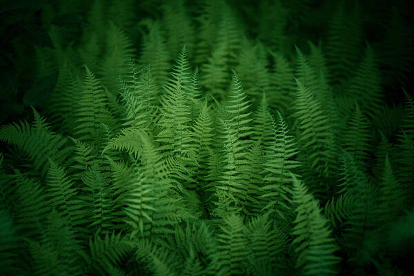 Fern Poster featuring the photograph Fern Bed by Shane Holsclaw