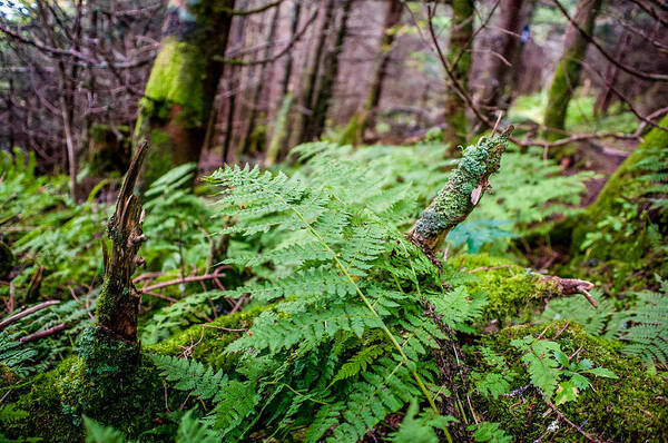 Fern Poster featuring the photograph Fern In Forest by Alex Grichenko