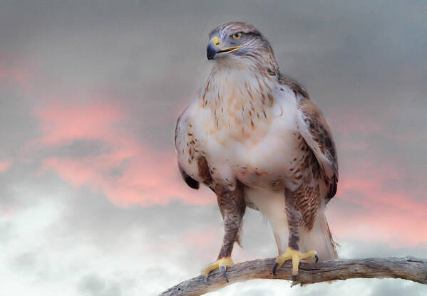 Hawks Poster featuring the photograph Ferruginous Hawk at Dusk by Barbara Manis