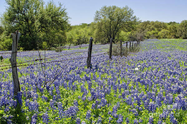 Landscape Poster featuring the photograph Field of Bluebonnets by Cathy Alba