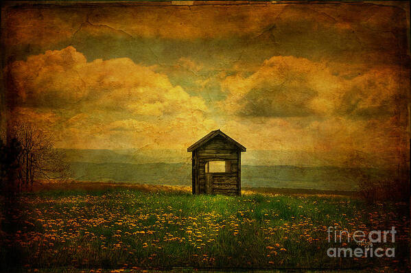 Shed Poster featuring the photograph Field of Dandelions by Lois Bryan