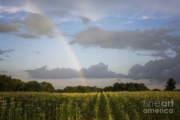 Rainbow Poster featuring the photograph Fields Of Gold by Dan Hefle