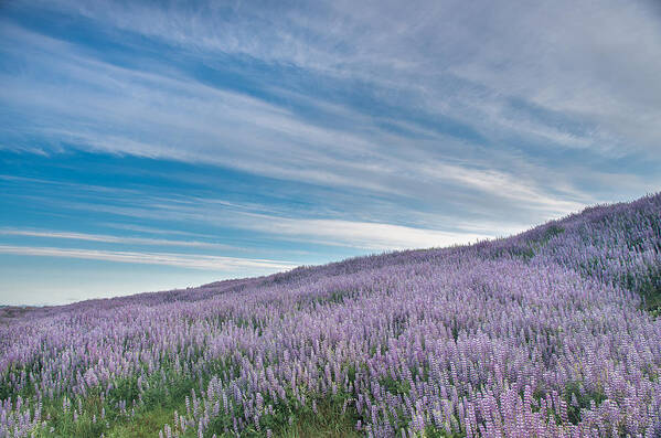 Lupine Poster featuring the photograph Fields of Lupine 1 by Greg Nyquist