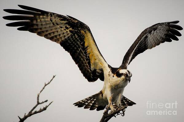 Osprey Poster featuring the photograph Fight or Flight by Quinn Sedam