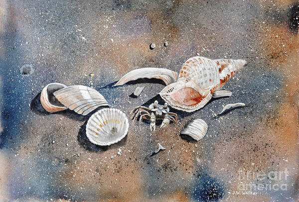 Sea Shells Poster featuring the painting Finders Keepers by John W Walker