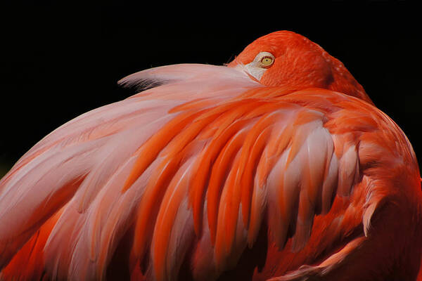 Flamingo; Close-up; Bird; Exotic Bird; Orange; Pink; Feather; Feathers; Milwaukee County Zoo; Zoo; Abstract Bird Poster featuring the photograph Finely Feathered Flamingo by Leda Robertson