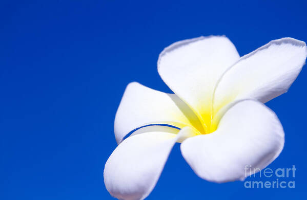 Singapore Plumeria Poster featuring the photograph Fiore Nel Cielo - The Blue Dream Of Sky by Sharon Mau