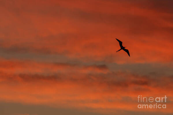 Sunset Poster featuring the photograph Fire Bird by Scott Kerrigan