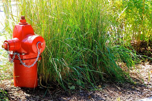 Nature Poster featuring the photograph Fire Hydrant by Debbie Nobile