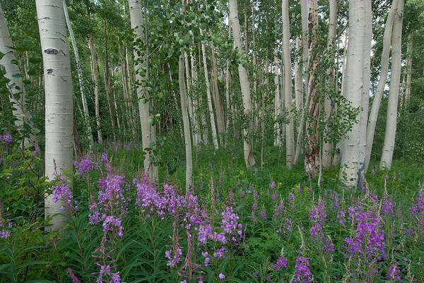 Forest Poster featuring the photograph Fireweed and Aspen by Cascade Colors