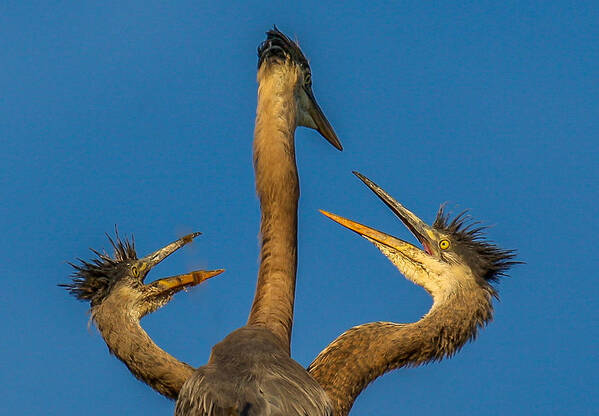 Great Blue Herons Poster featuring the photograph First Come-First Serve by Kevin Dietrich