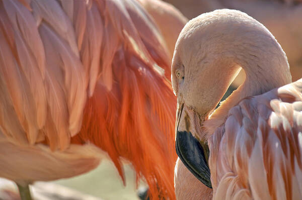 Pink Flamingo Poster featuring the photograph Flamboyant Pink Flamingo by Jason Politte