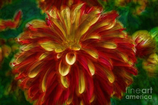 Dahlian Poster featuring the photograph Flaming Dahlia by Shirley Mangini