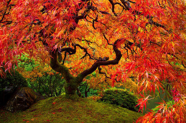 Portland Poster featuring the photograph Flaming Maple by Darren White