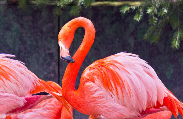 National Poster featuring the photograph Flamingo in the Wild by Jonny D