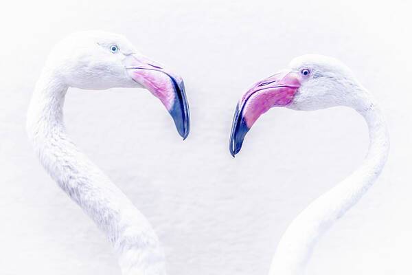 Art Poster featuring the photograph Flamingo by Mats Silvan