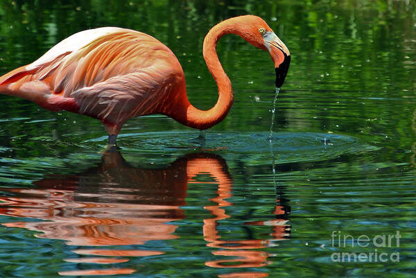 Reflection Poster featuring the photograph Flamingo by PatriZio M Busnel