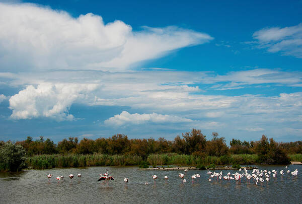 Photography Poster featuring the photograph Flamingos In A Lake, Parc by Panoramic Images