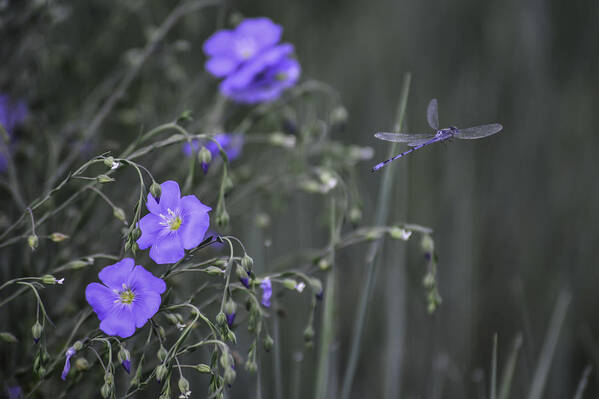  Poster featuring the photograph Flax and a dragonfly by Rae Ann M Garrett