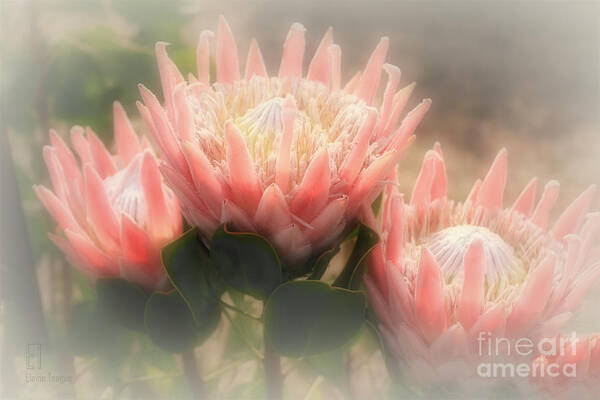 Flowers Poster featuring the photograph King Proteas by Elaine Teague