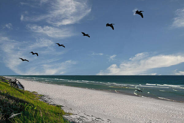 Nature Poster featuring the photograph Flight of the Pelicans by Phil Jensen